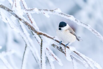 A cute marsh tit sitting on the frozen twig. Poecile palustris