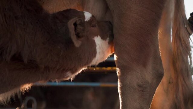 little calf drinking milk from mother&rsquo;s cow udder