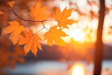 Softfocus Orange Autumn Maple Leaves At Sunset