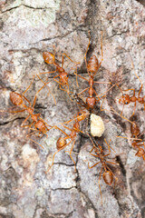 Macro of red ants on tree bark. Macro photo of red ant