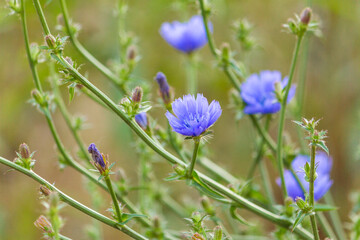 Blue chicory flowers in the garden