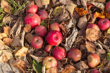 Fallen red apples on the ground