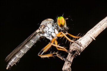 Robber fly (Asilidae) on a branch. Macro
