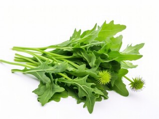 Dandelion leaves isolated on a white background