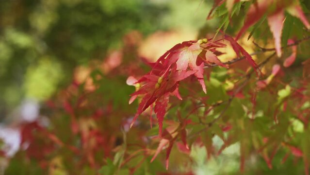 Autumn leaves. Red autumn leaves. Autumn leaves in Japan.