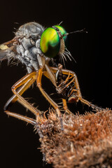 Robber fly on a black background. Macro. Shallow depth of field.