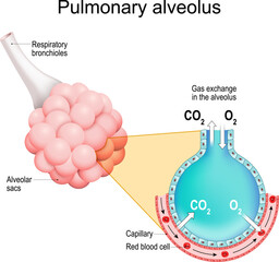 Pulmonary alveoli. gas exchange in a lungs
