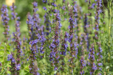 Blooming hyssop (Hyssopus officinalis). Use as kitchen herb.