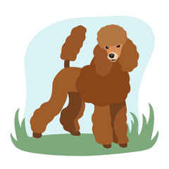 Dog poodle vector illustration. A dog on a walk. 