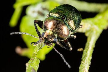 Green beetle on the plant in nature. macro. black background.