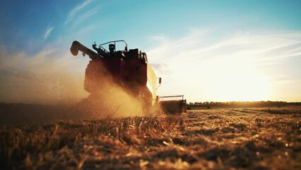 Working harvesting combine in wheat field on sunset. Agricultural machinery, rear view. Technique helps in agribusiness. Production and cultivation for harvesting ripe wheat and sale. Natural product.