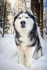Muzzle of a Siberian Husky dog in winer forest. Cute sly suspicious expression on the muzzle.