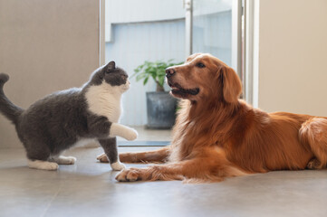 British shorthair cat playing with golden retriever