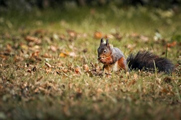 Squirrel happily foraging for food in a lush green field