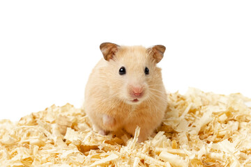 Syrian hamster isolated on a white background. - obrazy, fototapety, plakaty