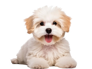 Smile maltipool Maltese poodle puppy isolated on transparent background - obrazy, fototapety, plakaty