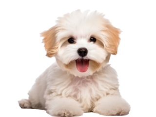 Smile maltipool Maltese poodle puppy isolated on transparent background