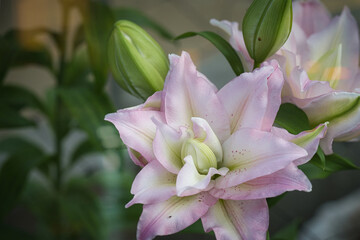 美しい満開のユリの花の香りに誘われて