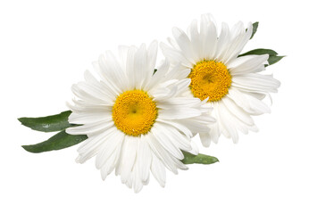 Beautiful chamomile flowers - Powered by Adobe