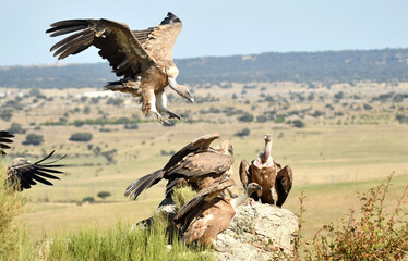 Buitres en el campo en otoño