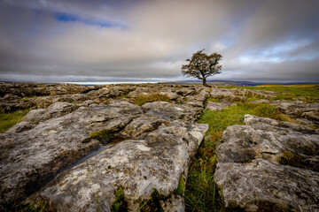 Lone Tree at Settle 