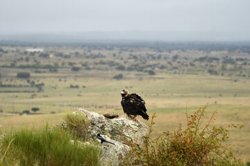 Aguila imperial en la campiña abulense. Avila. España