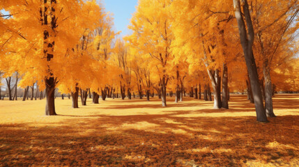 Beautiful autumn color forest