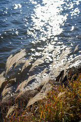 水面に揺れるすすき