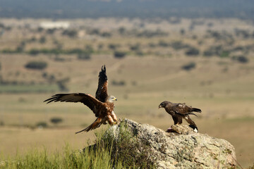 milanos y ratoneros sobre las piedras en el campo