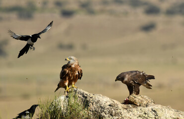ratonero, milano y urraca en el campo