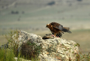 aguila lagunero en el campo sobre la piedra