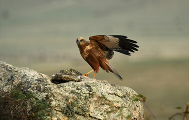aguila lagunero en el campo sobre la piedra