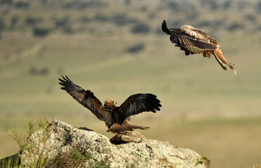 aguila lagunero en el campo sobre la piedra