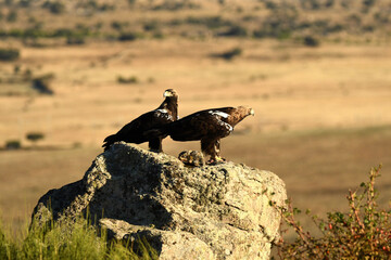 Aguila imperial en la campi&ntilde;a abulense. Avila. Espa&ntilde;a