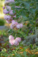 Hanging and withered branch of pink roses in soft autumn light. A symbol for transience.