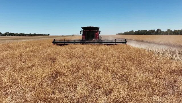 Step into the world of cutting-edge machinery during a large-scale canola harvesting operation. Witness the seamless collaboration of state-of-the-art canola combine harvesters.