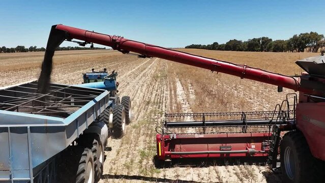 Step into the world of cutting-edge machinery during a large-scale canola harvesting operation. Witness the seamless collaboration of state-of-the-art canola combine harvesters.