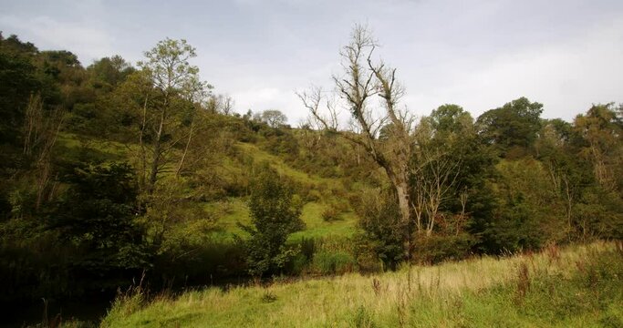 looking back towards milldale on the dovedale walk, with a white dead tree off centre of frame