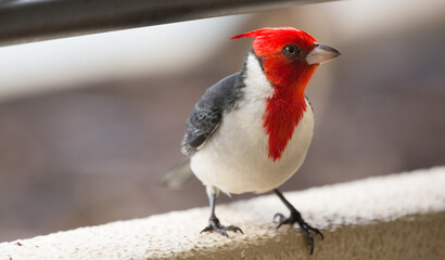 Maui Red Crested Cardinal