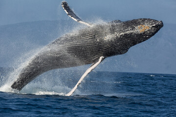 humpback whale jumping