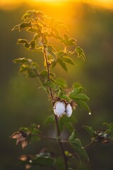 Potrat of cotton plant green 