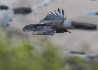 Obraz premium Monknash Chough