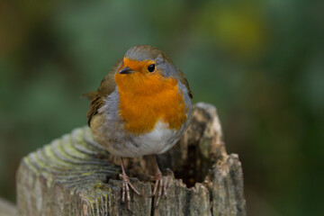 Fototapeta premium Robin up Close
