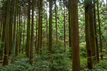Fototapeta na wymiar The beautiful Korean landscape of healing forest.