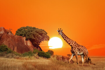 Giraffe in the African savanna at sunset. Serengeti National Park. Tanzania. Africa. - 670438985