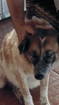 A pet dog drooling while getting an affectionate pampering and head massage 