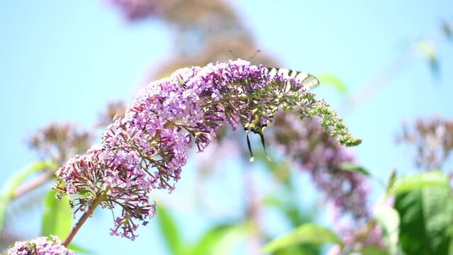 A common yellow swallowtail Papilio machaon on the flower of a butterfly bush Buddleja davidii . Close up, slow motion