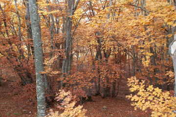 Woods in autumn