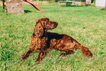 Cute red Irish setter dog resting on green grass in the setting sun. Walk the dog in the summer in...