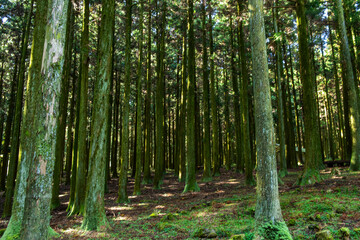 The beautiful Korean landscape of healing forest.